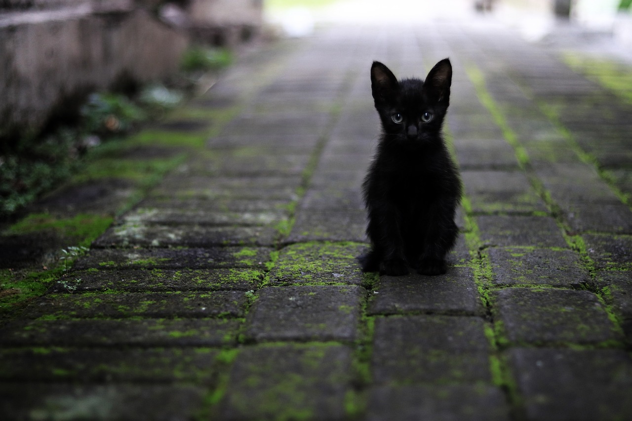 czarny kot